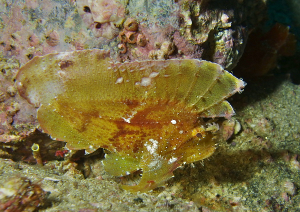 ハダカハオコゼ