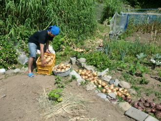 CIMG4771.jpgたまねぎ