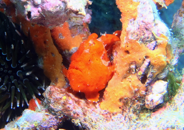 イロカエルアンコウ