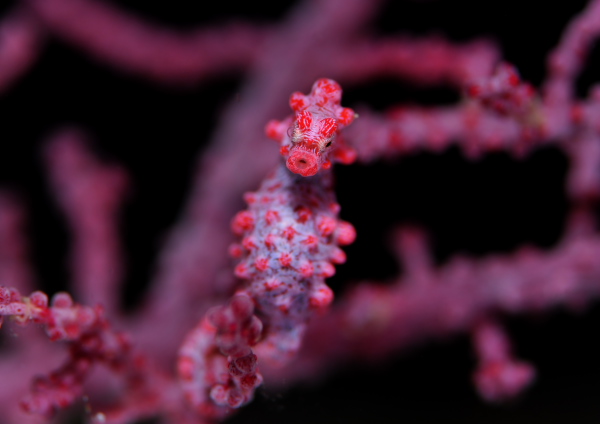 ピグミーシーホース