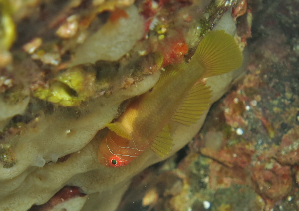 イレズミハゼ属の一種