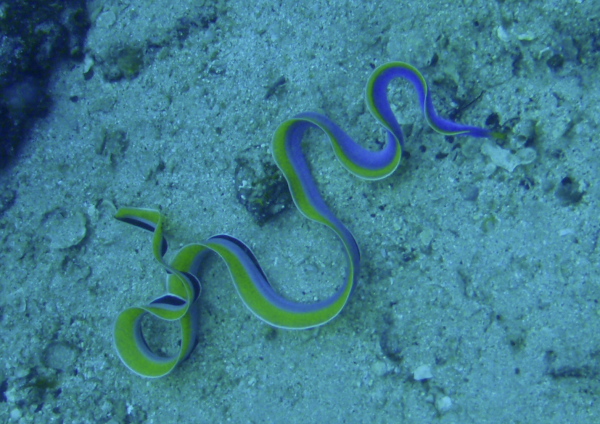 ハナヒゲウツボ