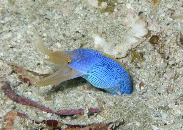 ハナヒゲウツボ