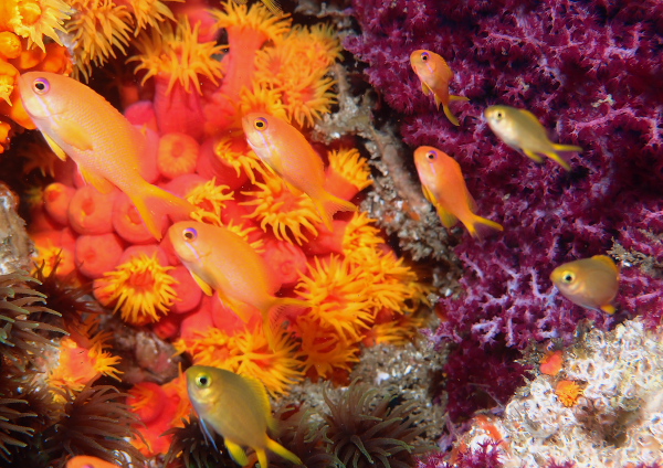 キンギョハナダイ