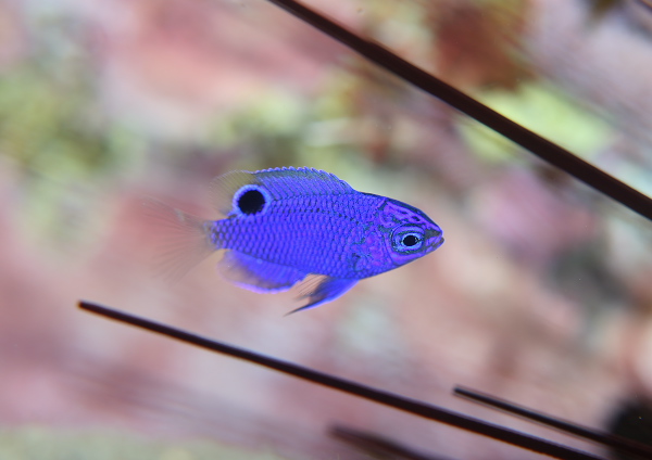 ナガサキスズメダイ