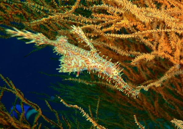 ニシキフウライウオ