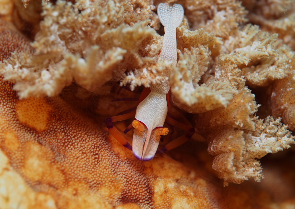 ウミウシカクレエビ