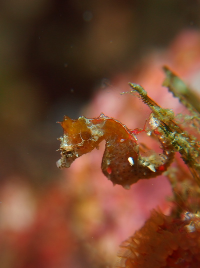 ジャパニーズピグミーシーホース