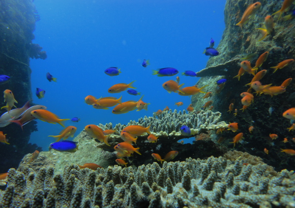 キンギョハナダイ