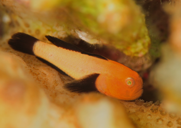 パンダダルマハゼ