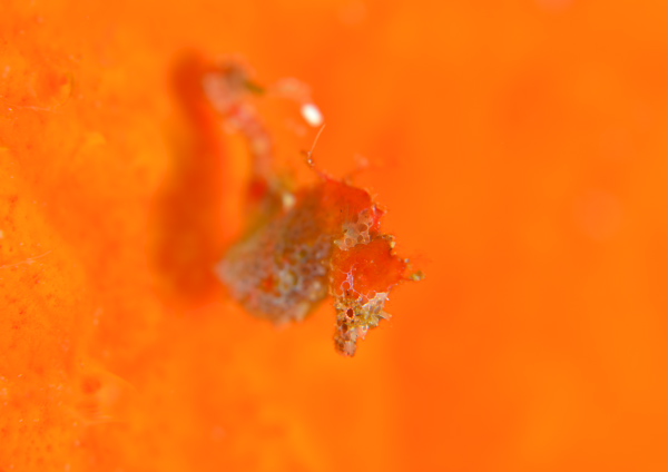 ジャパニーズピグミーシーホース