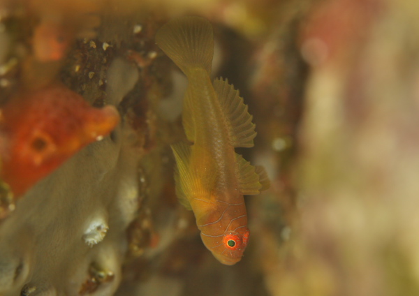 イレズミハゼ属の一種