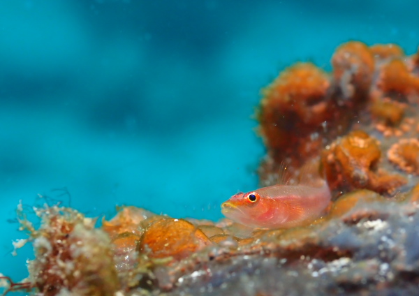 アカスジウミタケハゼ