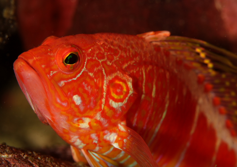 オシャレハナダイ