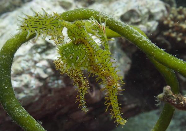 ニシキフウライウオ