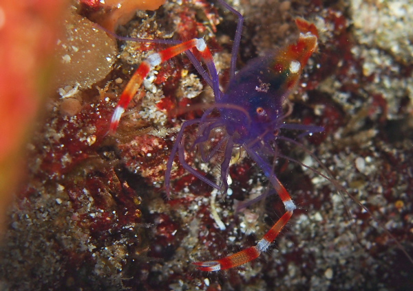 バイオレットボクサーシュリンプ