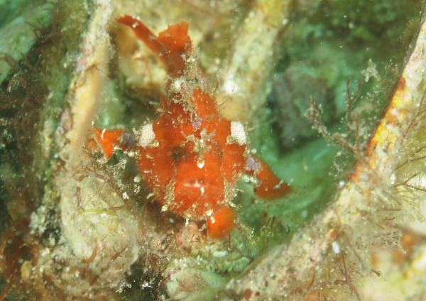 ベニカエルアンコウ