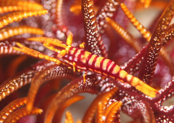 バサラカクレエビ