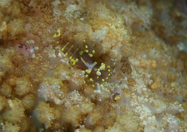 イソギンチャクモドキカクレエビ