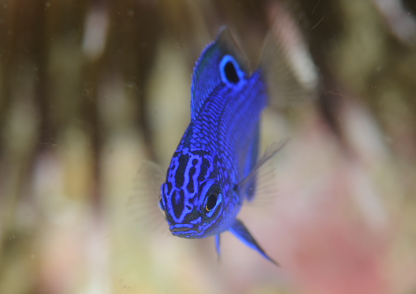 ナガサキスズメダイ