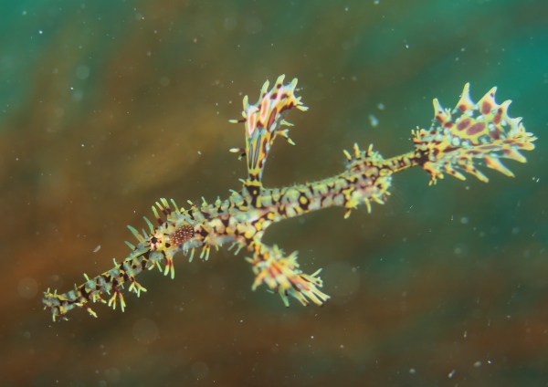 ニシキフウライウオ