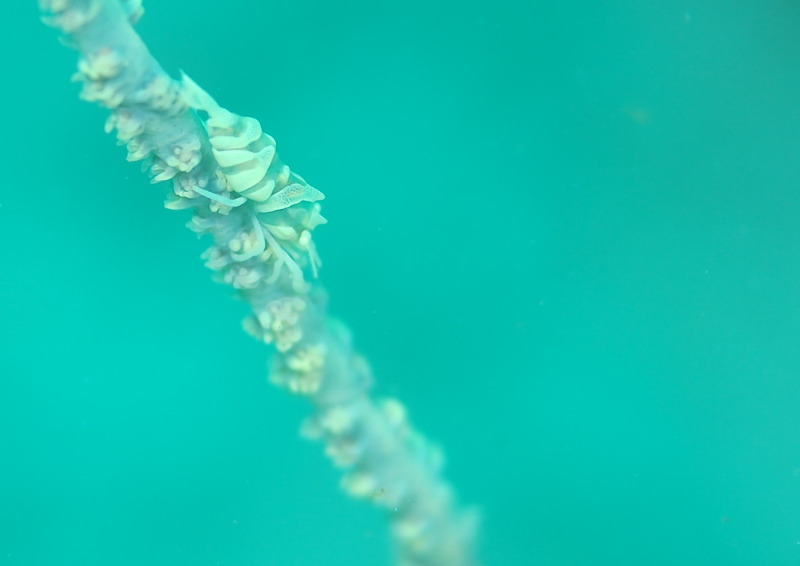 キミシグレカクレエビ