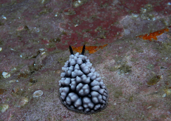 コイボウミウシ