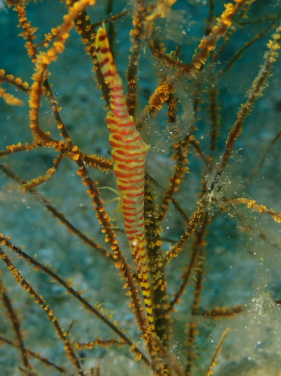 ゴルゴニアンシュリンプ