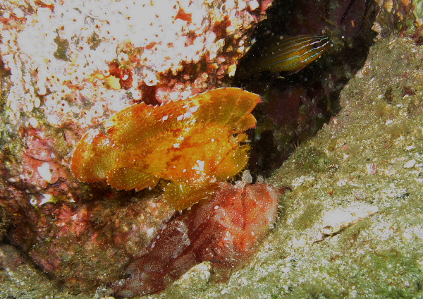 ハダカハオコゼ