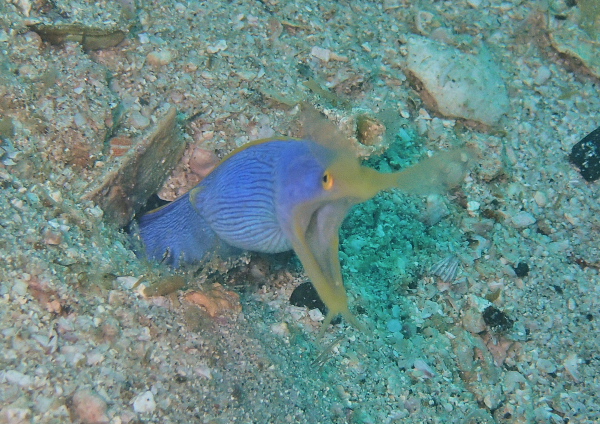 ハナヒゲウツボ