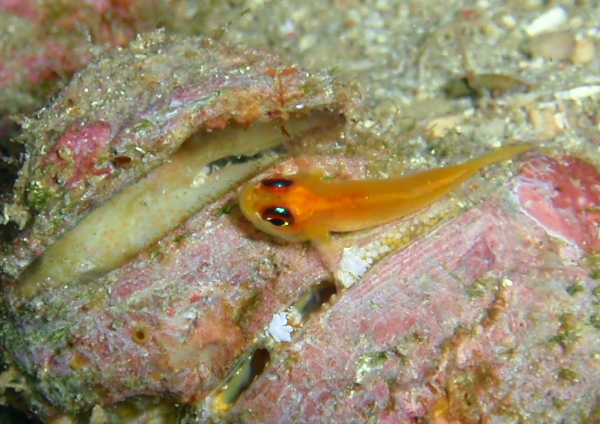 ヒメニラミベニハゼ