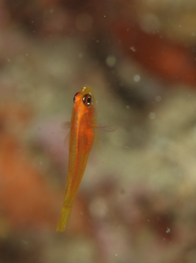 ヒメニラミベニハゼ