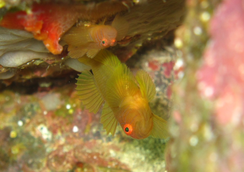 イレズミハゼ属の一種