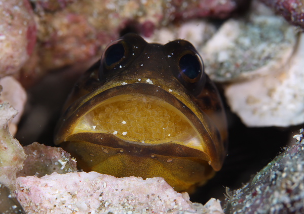 ジョーフィッシュ