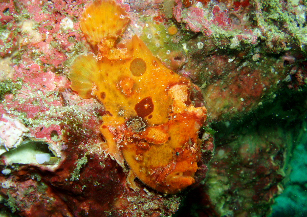 ベニカエルアンコウ