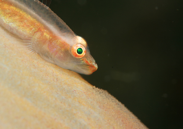 スケロクウミタケハゼ