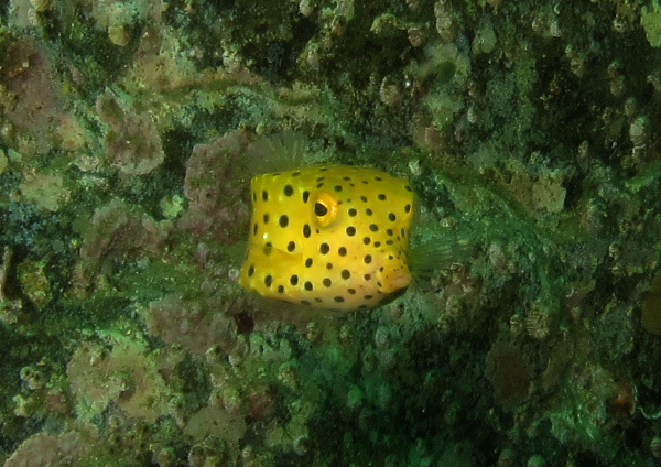 ミナミハコフグ