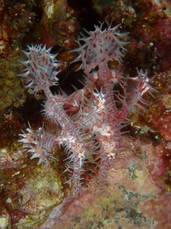 ニシキフウライウオ