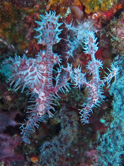 ニシキフウライウオ