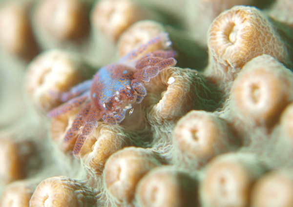 アシビロサンゴヤドリガニ