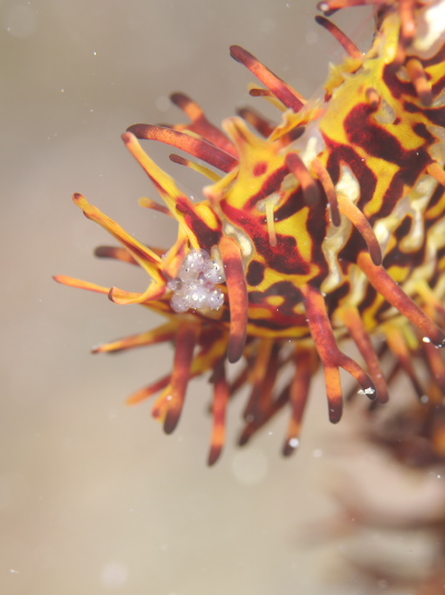 ニシキフウライウオ