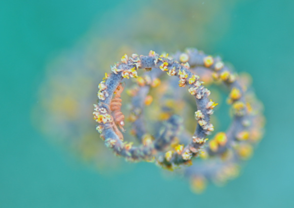 ムチカラマツエビ