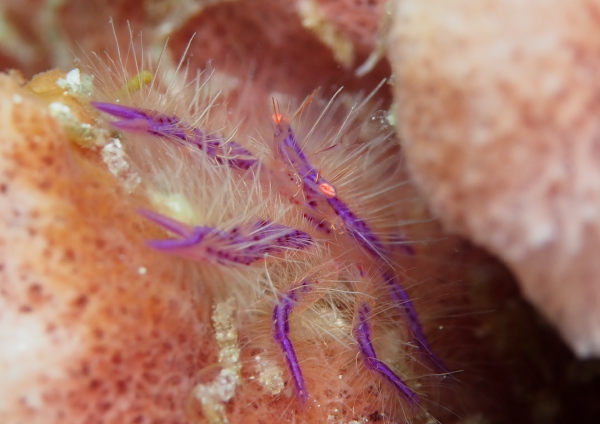 サクラコシオリエビ