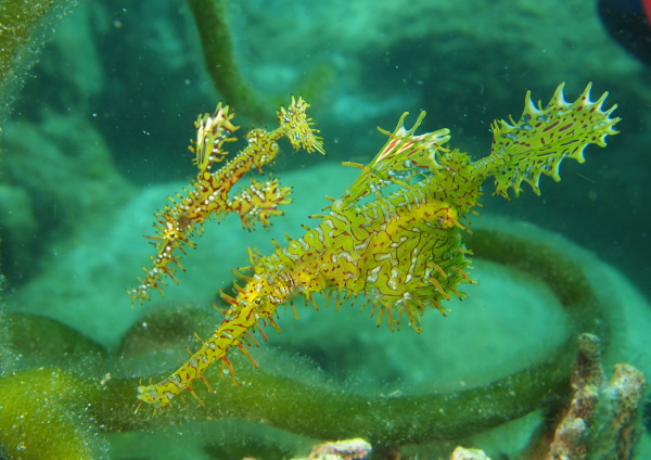 ニシキフウライウオ