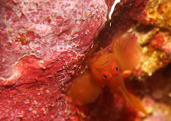 イレズミハゼ属の一種