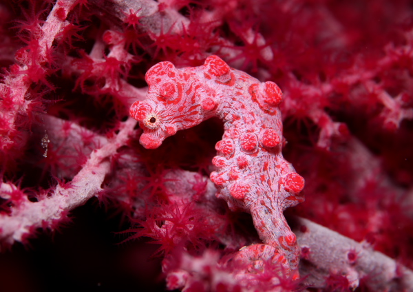 ピグミーシーホース