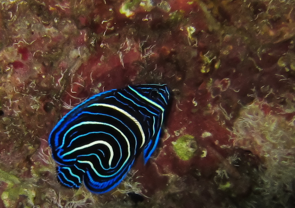 サザナミヤッコ