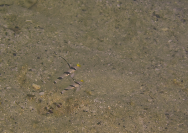 ヒレナガネジリンボウ