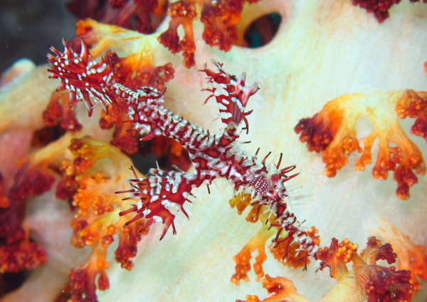 ニシキフウライウオ