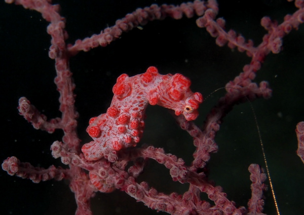 ピグミーシーホース